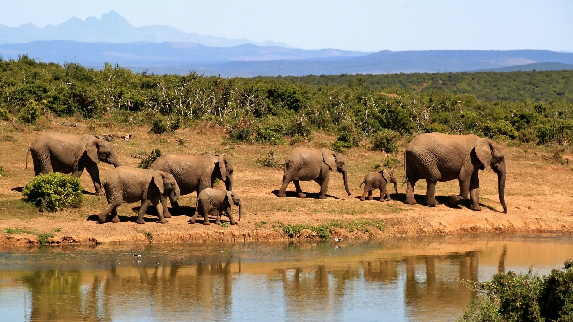 Afrika