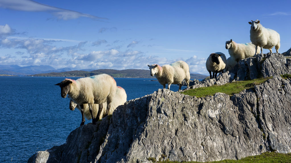 Freiwilligenarbeit in Irland mit ICYE Schweiz