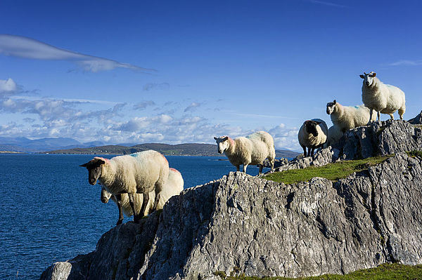 ICYE Volontariat en Irlande - Moutons sur la côte de Mohar