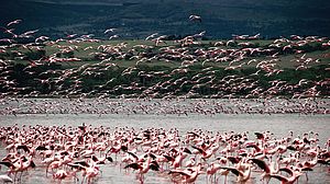 ICYE Freiwilligenprojekte in Afrika - Flamingos im Delta