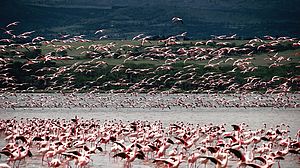 ICYE Freiwilligenprojekte in Afrika - Flamingos im Delta