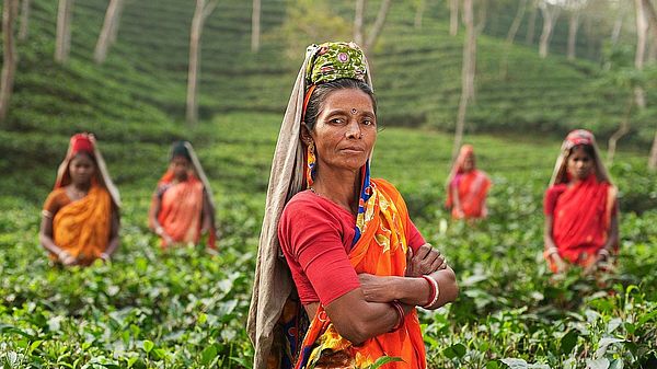 Volunteering India mit ICYE - hier Frauen in der Teeplantage