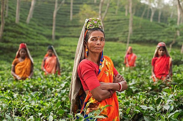 Volunteering India mit ICYE - hier Frauen in der Teeplantage