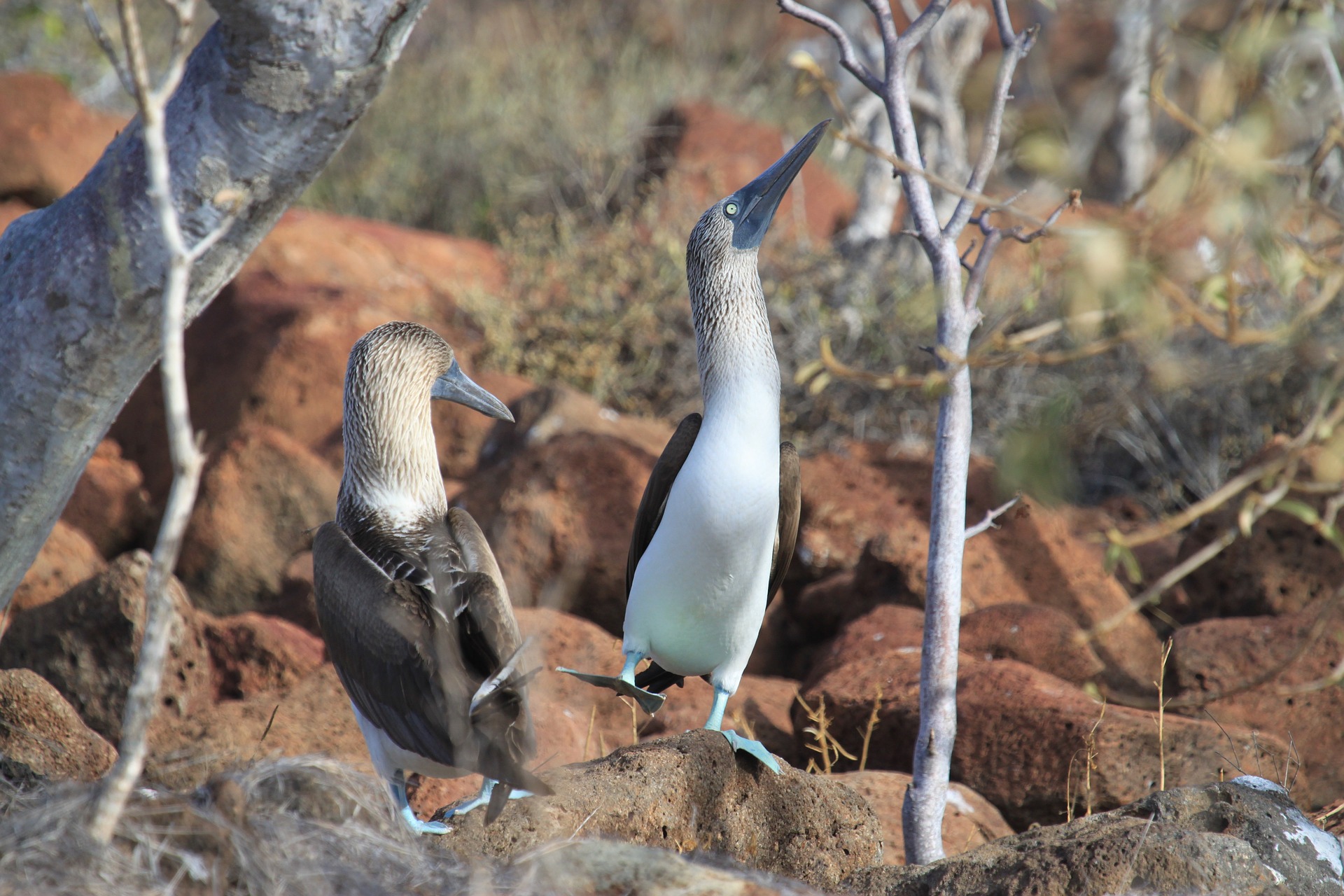 Ökologische Projekte für Volunteers im Ausland mit ICYE -z.B. auf Galapagos