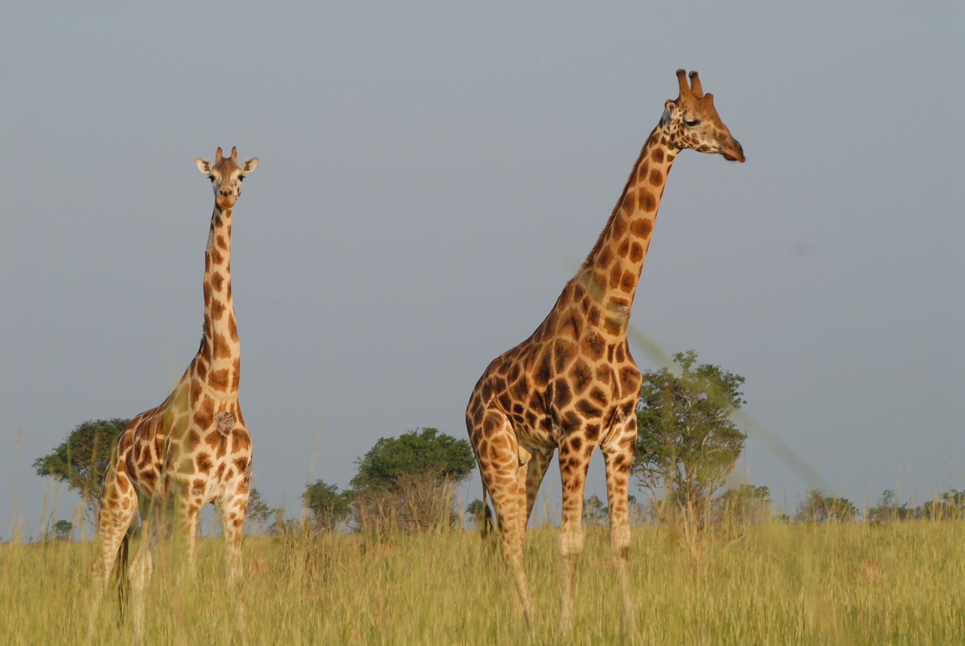 Ökologische Projekte für Volunteers im Ausland mit ICYE -z.B. Tierbetreuung in Uganda