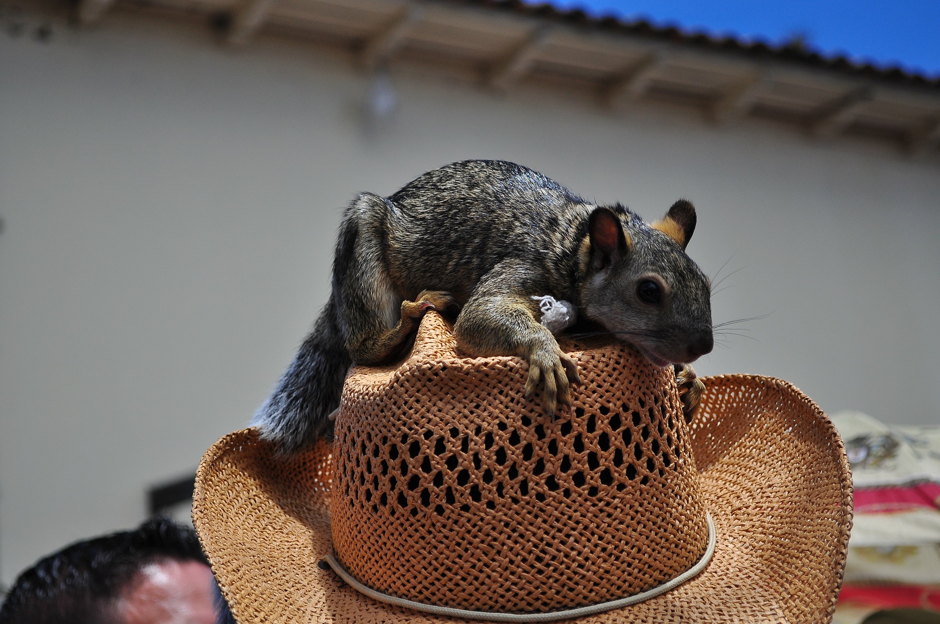 ICYE Freiwilligeneinsatz in Physiotherapie in Honduras - Hörnchen auf Sombrero